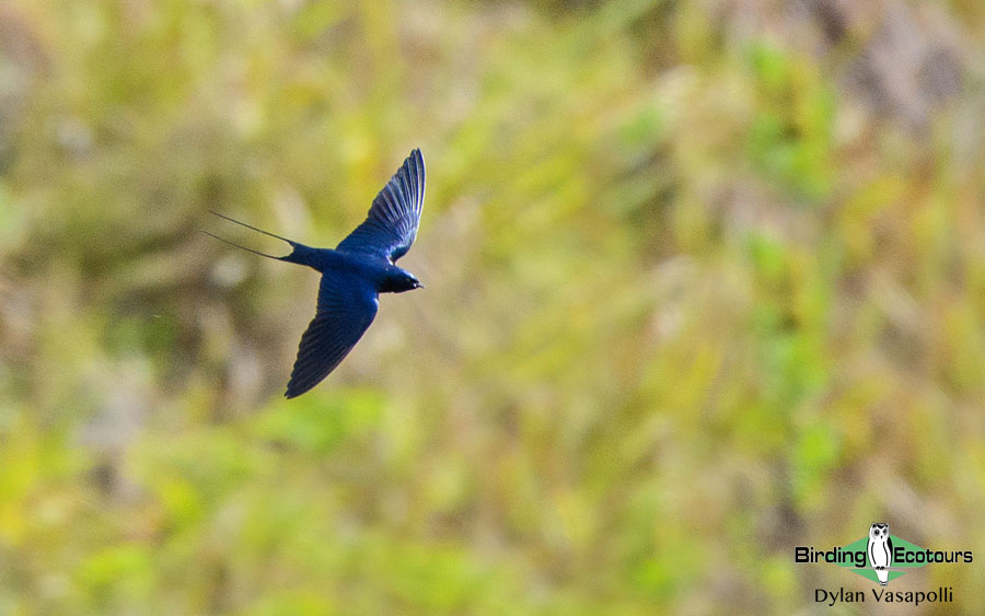 Zimbabwe birding tours