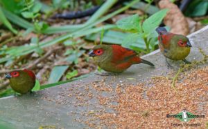 Zimbabwe and Mozambique birding tours