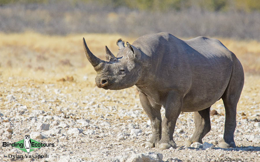 Namibia, Okavango and Victoria Falls birding tours