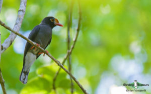 Zimbabwe and Mozambique birding tours