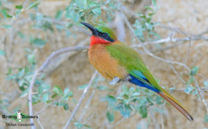 Uganda birding tours