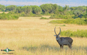 Uganda birding tours