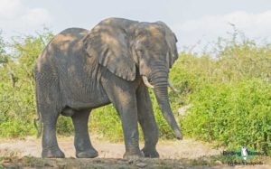 Uganda birding tours