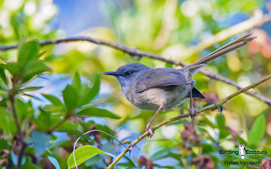 Zimbabwe and Mozambique birding tours