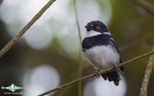 Uganda birding tours