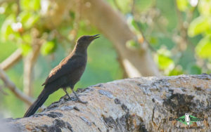 Zimbabwe and Mozambique birding tours