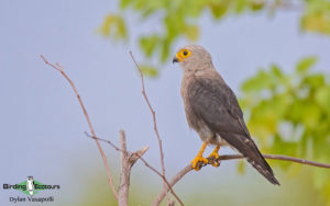 Zimbabwe and Mozambique birding tours