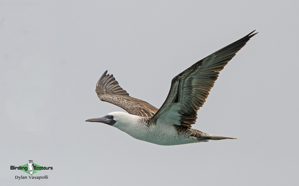 Northern Peru birding tours