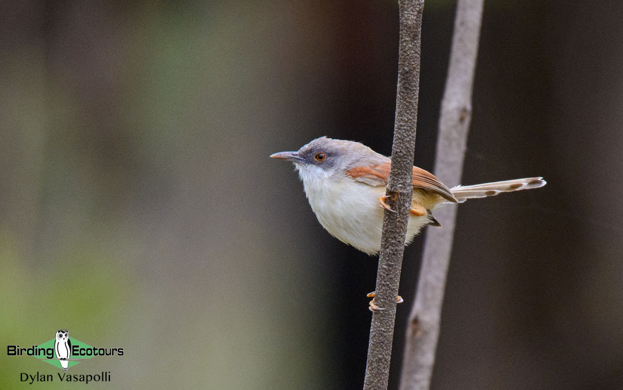 Mozambique birding tours