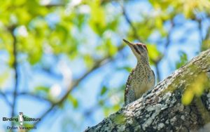 Mozambique birding tours