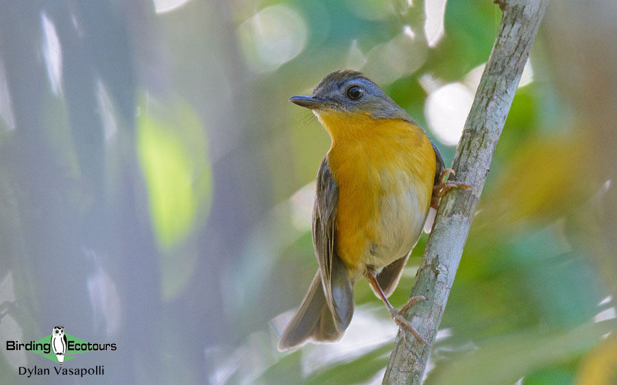 Zimbabwe and Mozambique birding tours