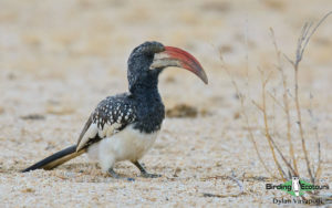 Namibia, Okavango and Victoria Falls birding tours