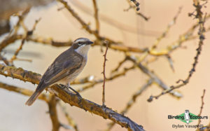 Namibia, Okavango and Victoria Falls birding tours