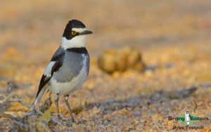 Namibia, Okavango and Victoria Falls birding tours