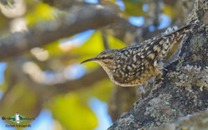 Zimbabwe and Mozambique birding tours