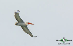 Bulgaria winter birding tours