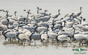 Northwest India birding tours