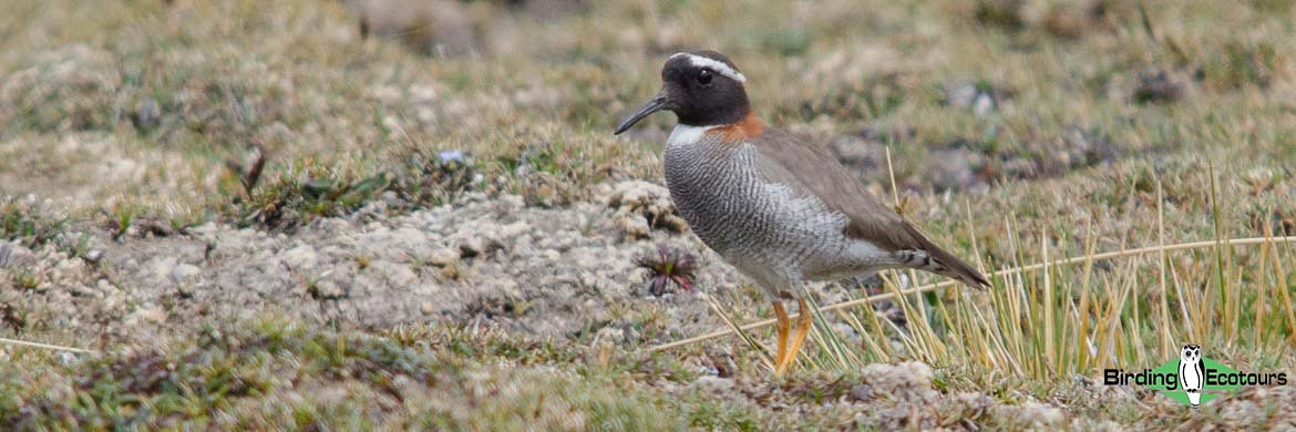 Diademed Sandpiperplover and Lima Highlights tour