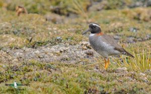 Diademed Sandpiper-plover birding tours