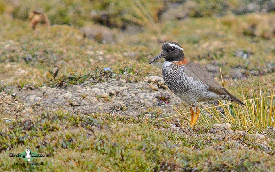 Diademed Sandpiper-plover birding tours