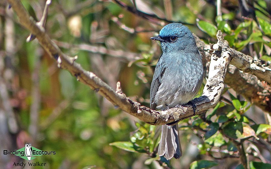 Sri Lanka birding tours