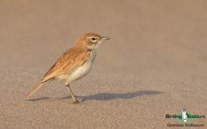 Namibia, Okavango and Victoria Falls birding tours