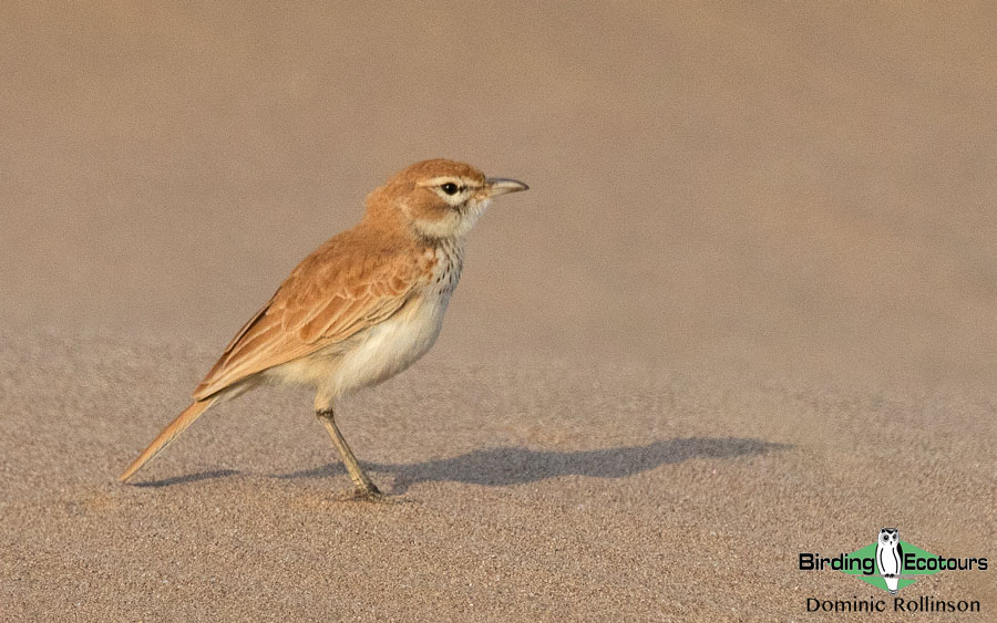 Namibia, Okavango and Victoria Falls birding tours