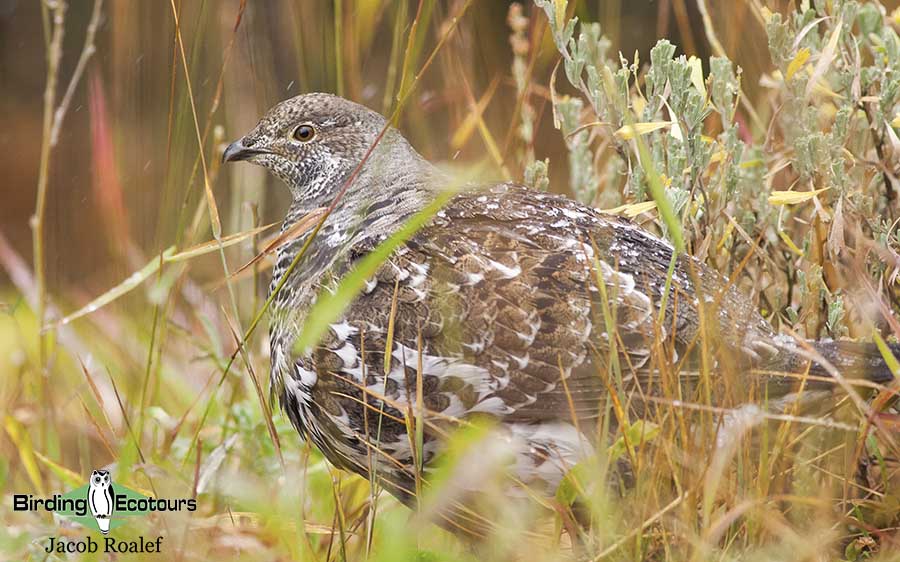 Yellowstone birding and wildlife tour