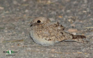 Morocco birding tours