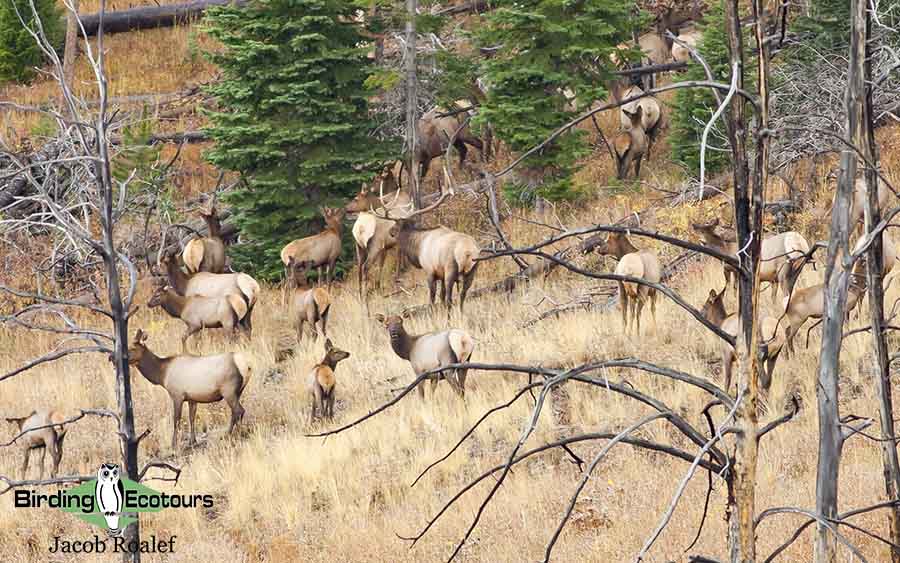 Yellowstone birding and wildlife tour