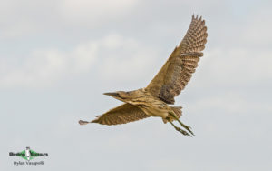 Bulgaria winter birding tours