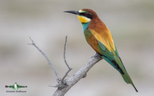 Spain birding tours