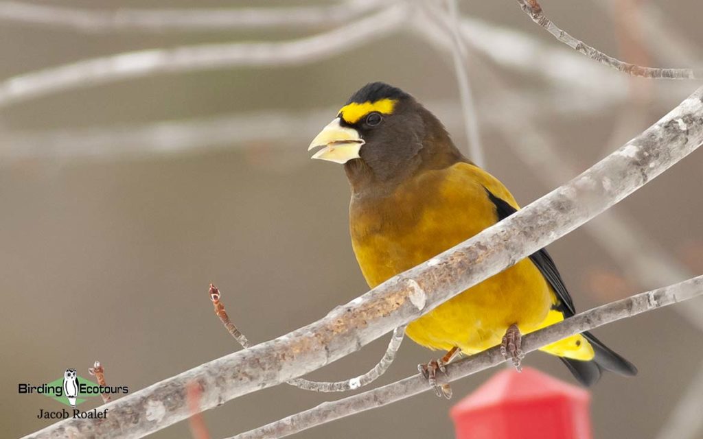 Minnesota Birding Tour Trip Report January 2020