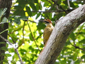 Cuban birding tours