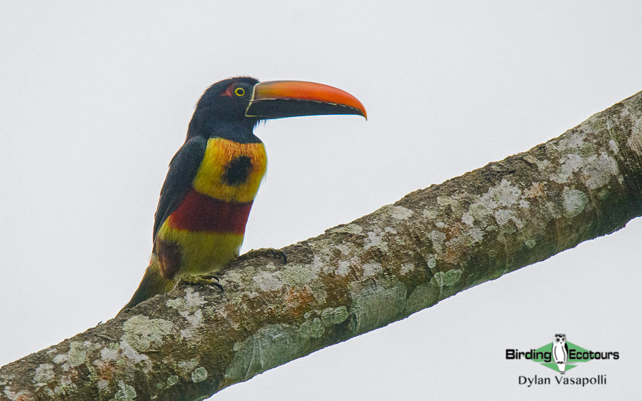 Costa Rica specialties birding tour