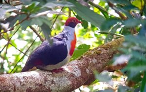 The Philippines birding tours