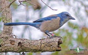 Florida birding tours