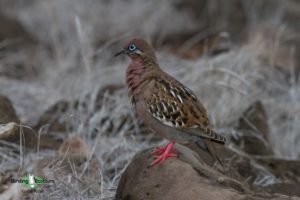 Galapagos birding tours