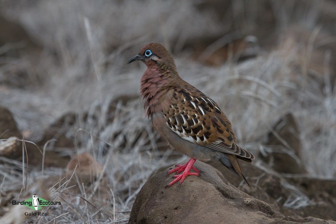 Galapagos birding tours