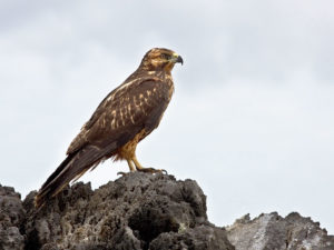 Galapagos birding tours