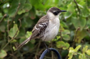 Galapagos birding tours