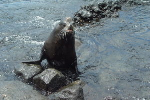 Galapagos birding tours