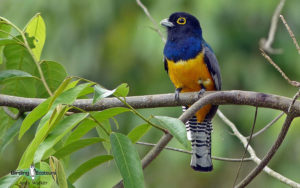 Costa Rica specialties birding tour