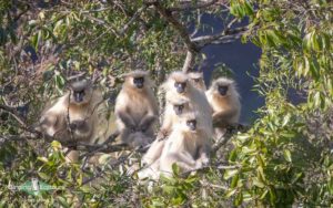 Himalayas birding tours