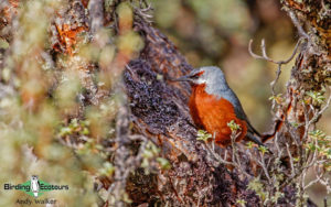 Yanacocha birding day trips