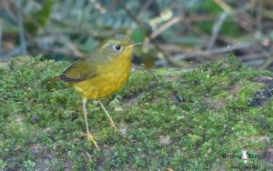 Yunnan birding tours