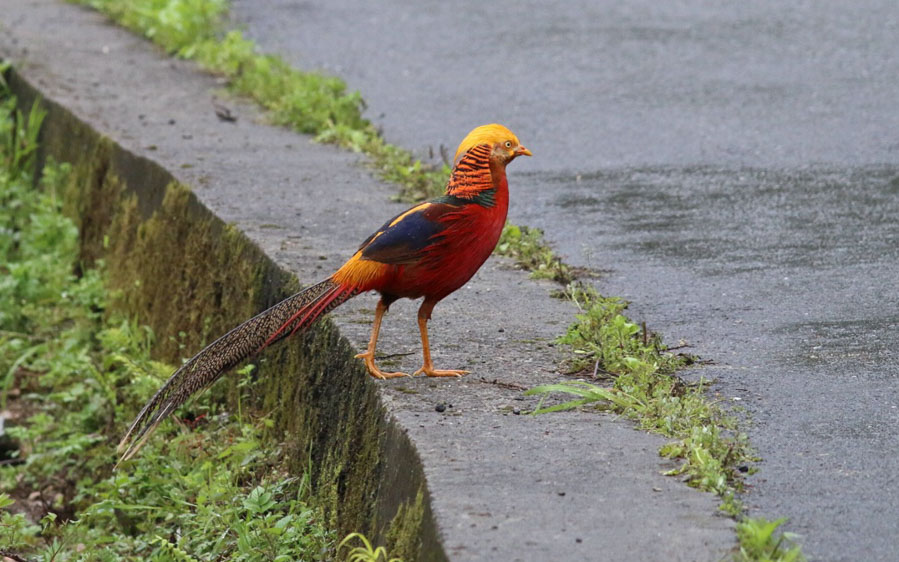 China birding tours