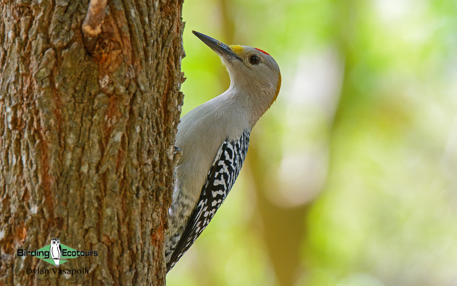 Texas birding tours