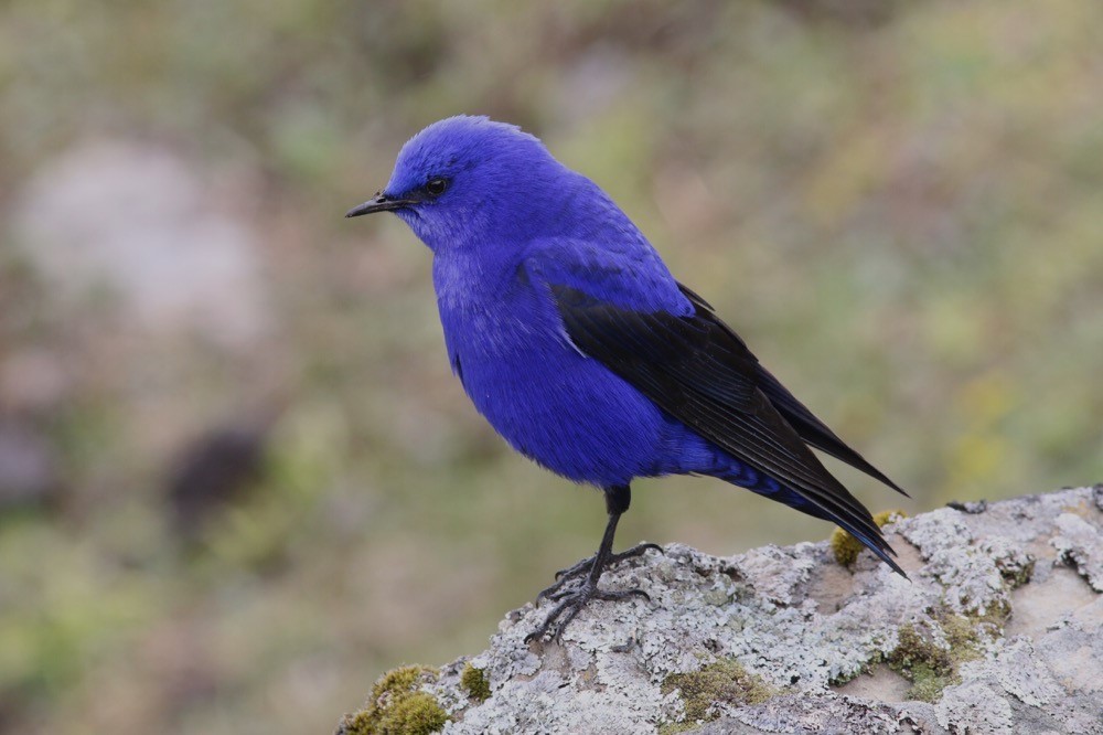 Chinese birding tours