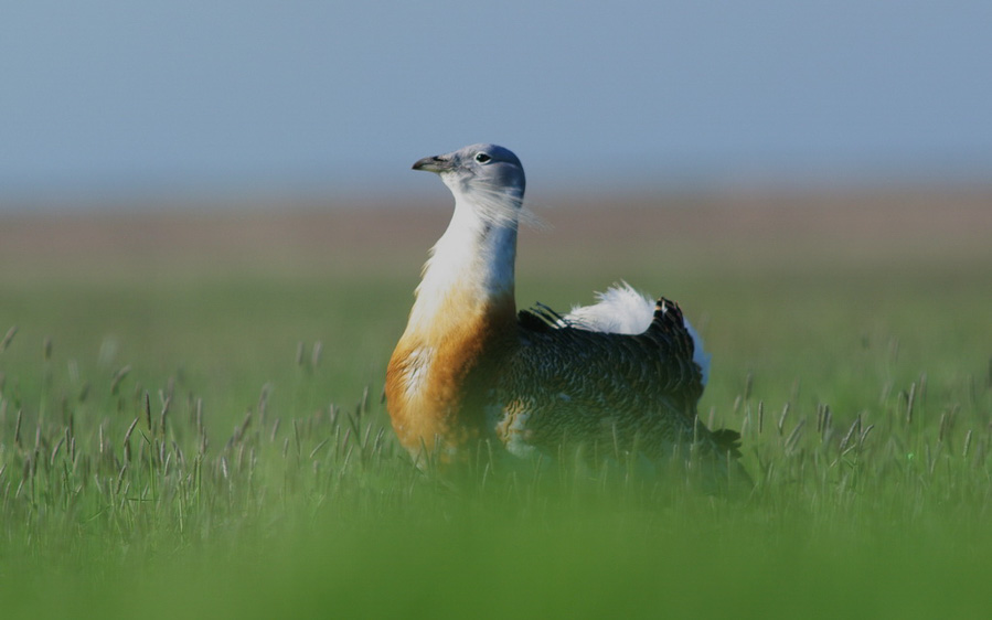 Spain birding tours